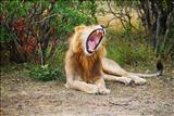 Lion Roaring in the jungle